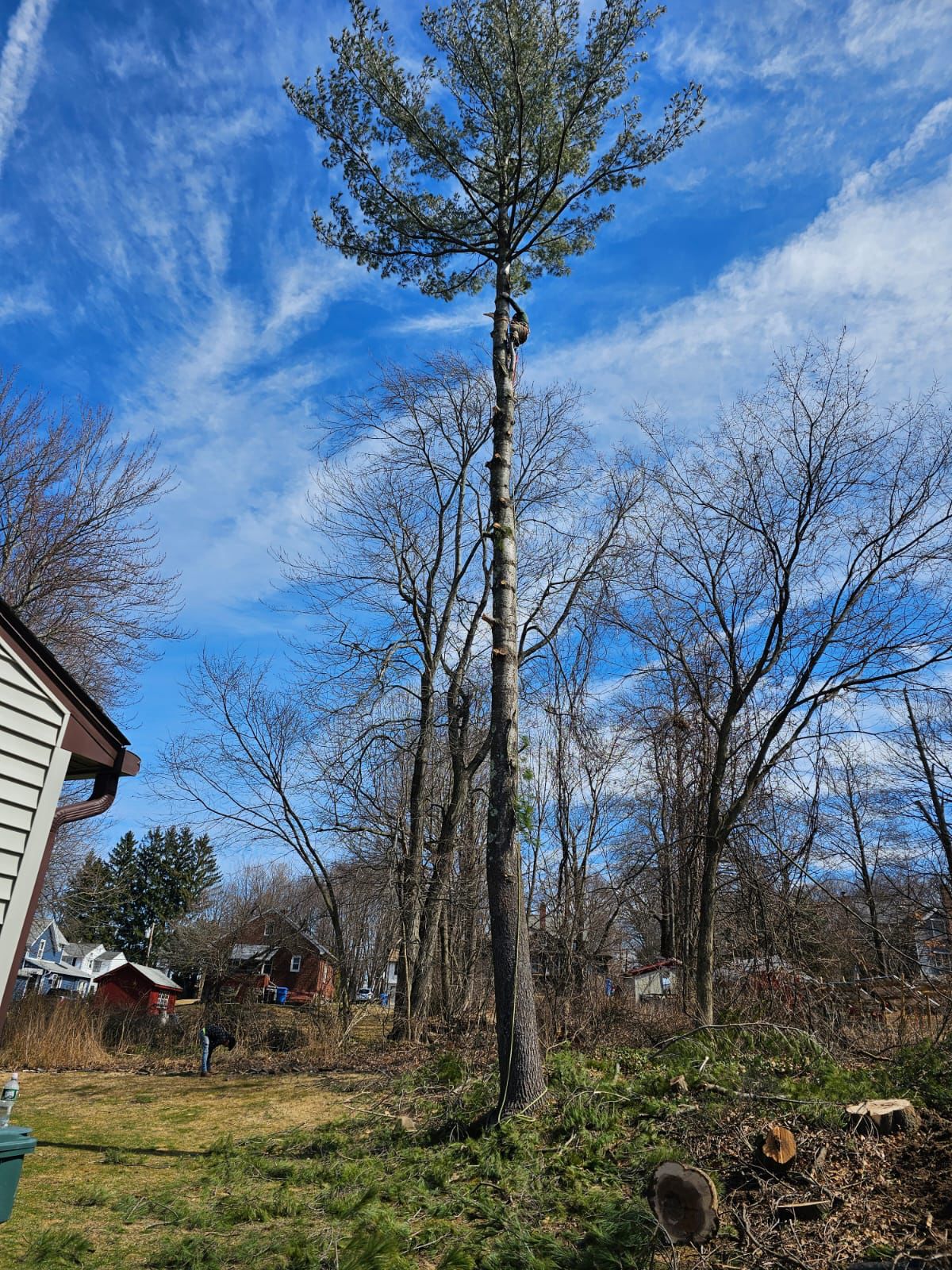 Vasquez Tree Service LLC Image